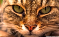 Macska fotó poszter