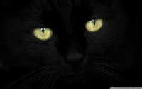 Fekete macska fotó poszter
