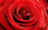 Vörös rózsa vászonkép több méretben