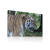 Bengáli tigris vászonkép több méretben
