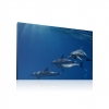 Delfin vászonkép több méretben