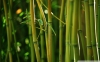 Bambusz vászonkép több méretben