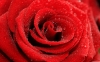 Vörös rózsa vászonkép több méretben