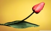 Piros tulipán vászonkép több méretben
