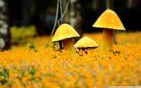 Sárga gombák vászonkép több méretben