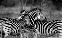 Zebra fotó poszter